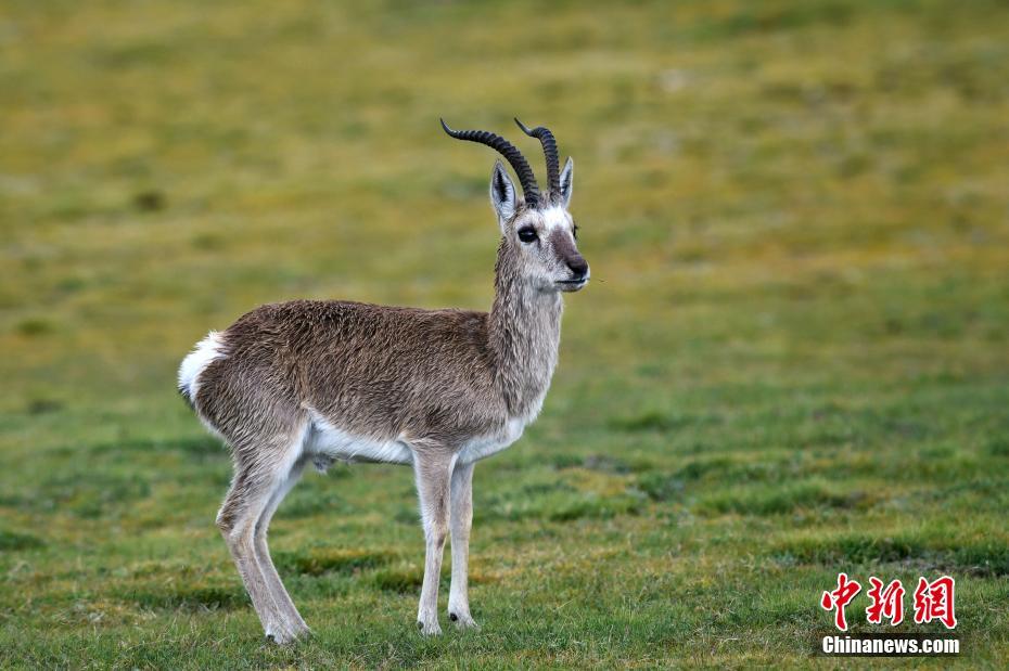 中国帅小伙同性男男裸交