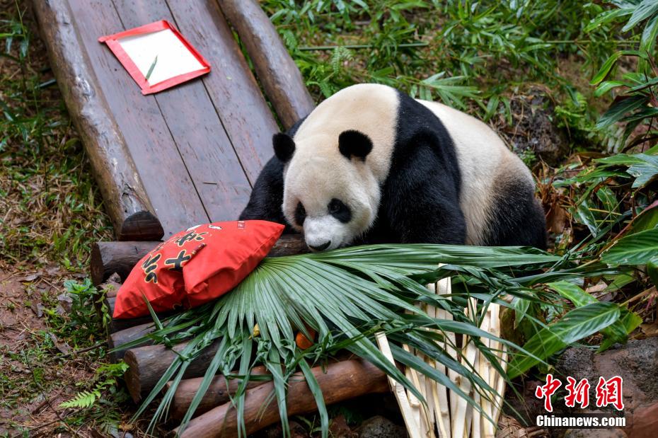 女性被猪鞭入侵子宫的后果及症状