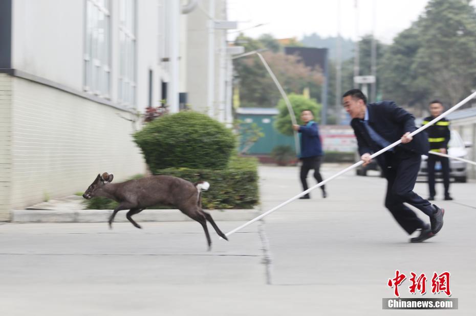 中国曰逼逼