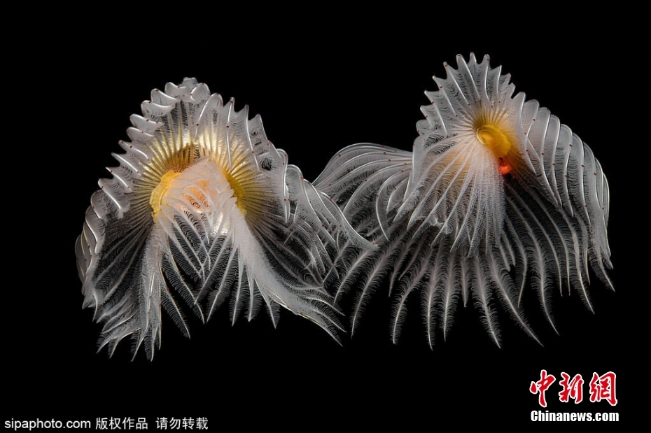 張秀文