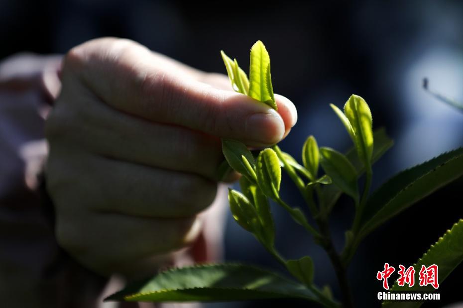 小泽玛利亚