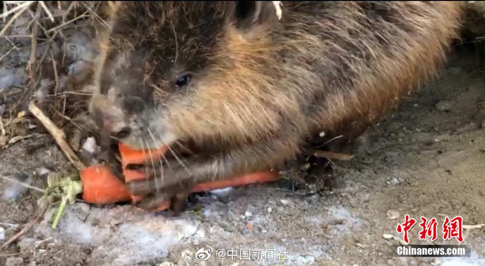把台湾黄片发过来