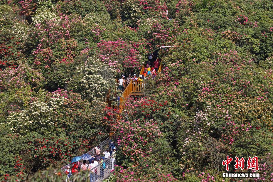 桃花岛