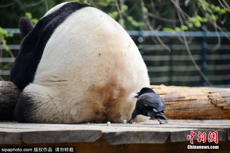 双乳被一左一右吃着的动态图