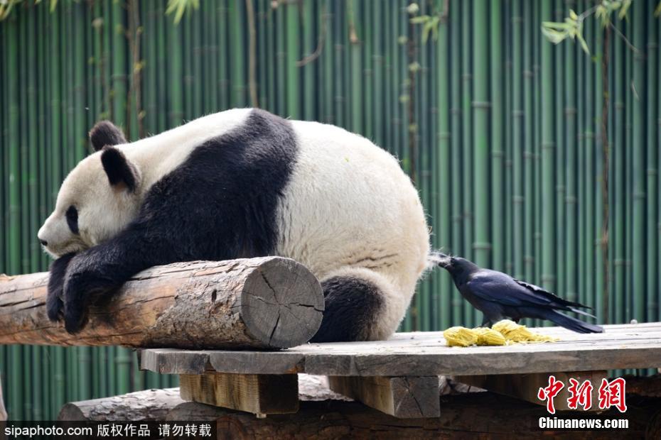 巨乳人妻