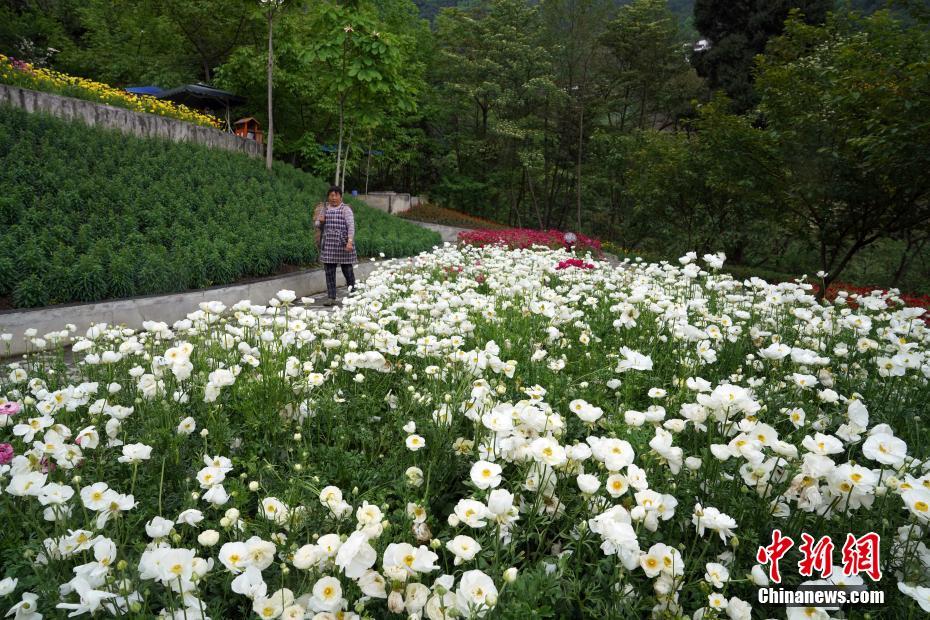 汶川建深山花谷  带动农民脱贫致富