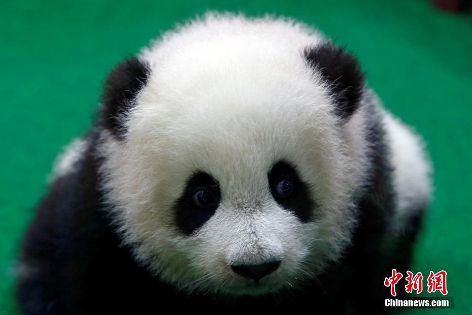 久久黄色片