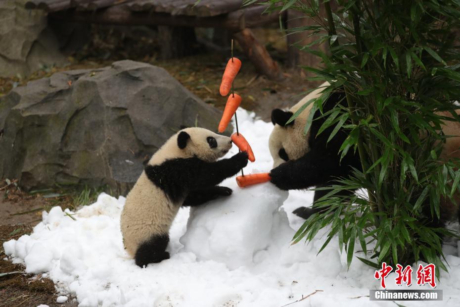 日本无码A片免费网站