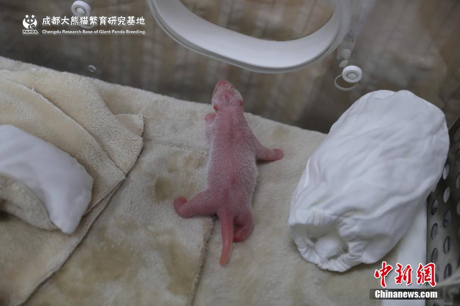 和岳每晚做的高潮嗷嗷叫