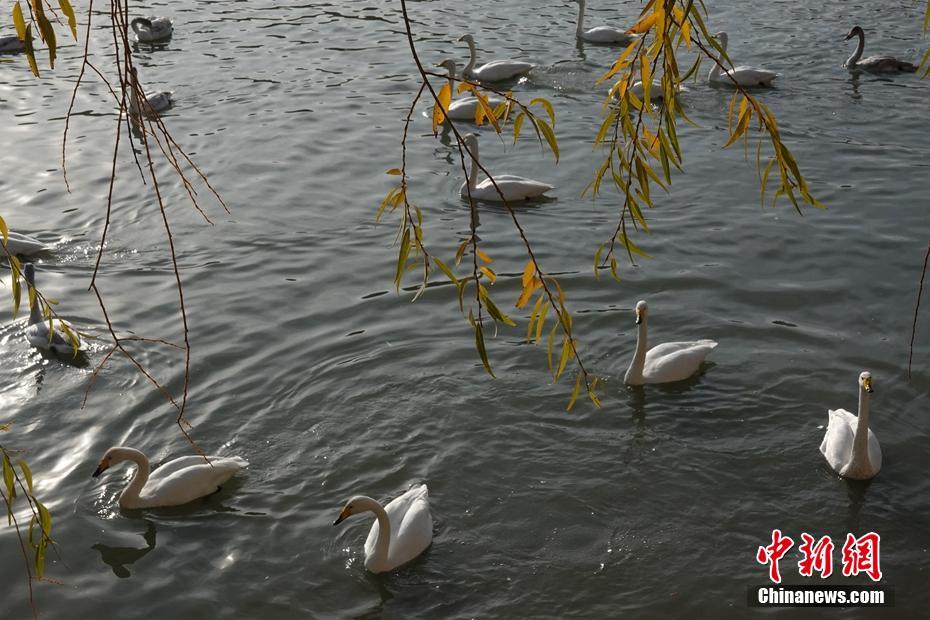 免费 下载 色情