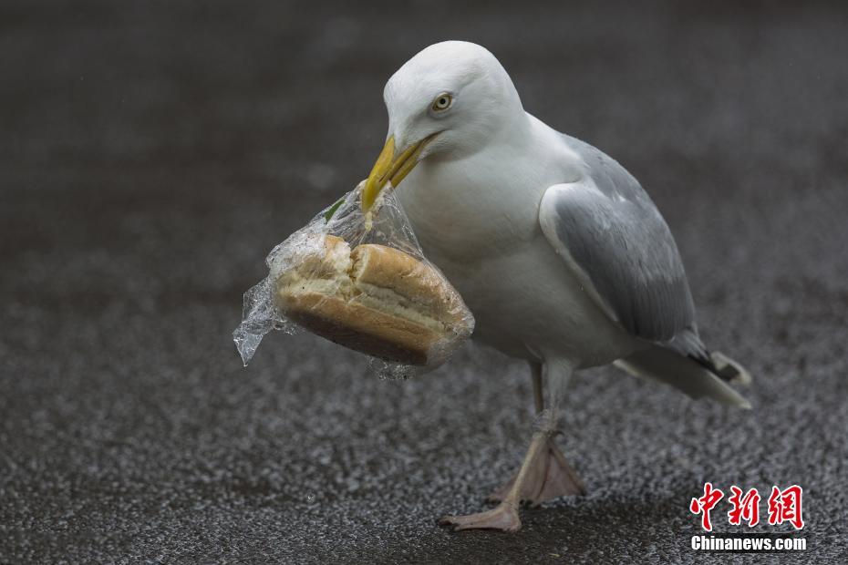 在线免费观看黄色网站