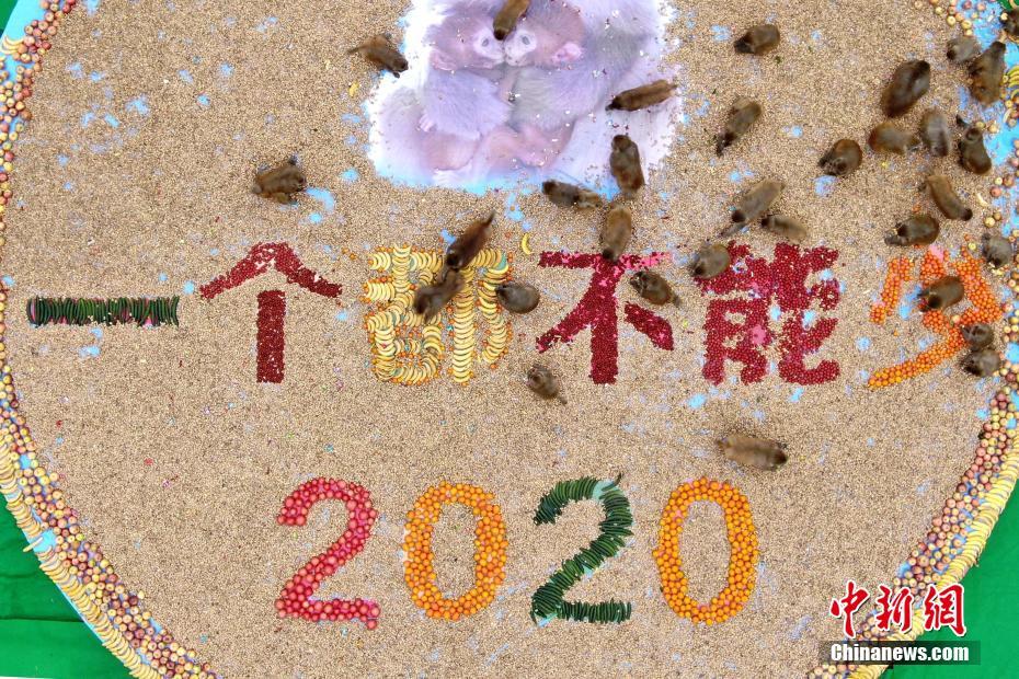 全黄裸片金瓶双艳A级