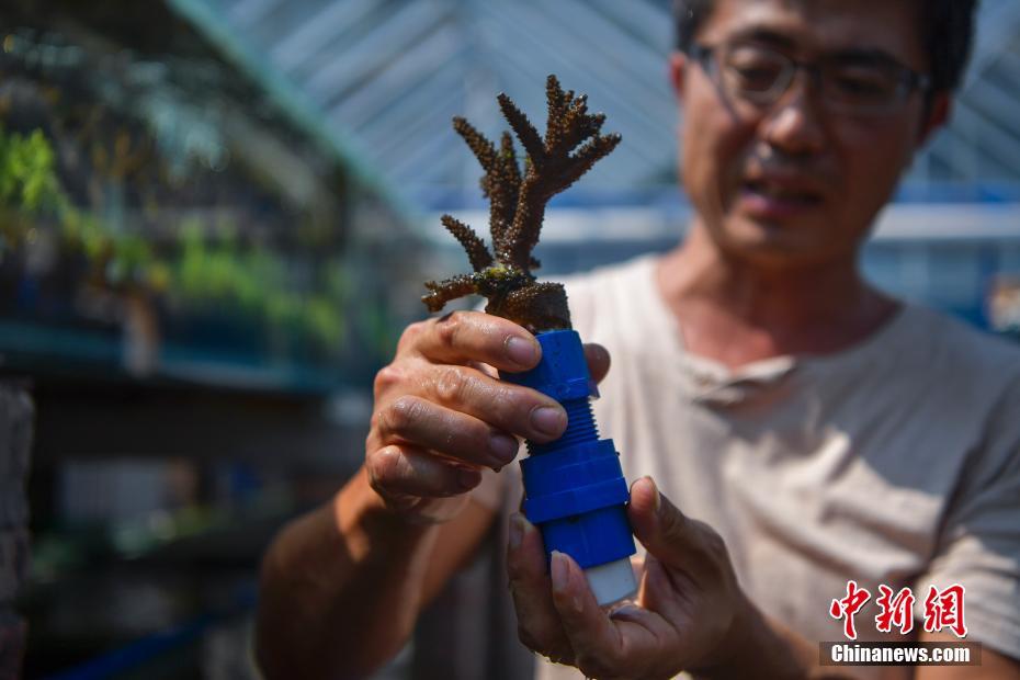 特级西西人体444WWw高清大胆