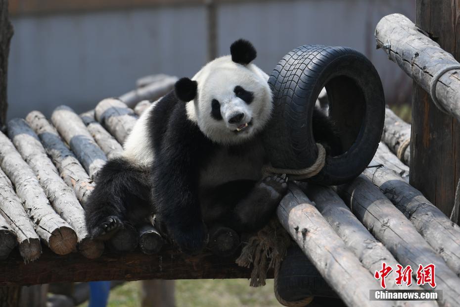 貝克漢姆社媒曬和費德勒合照：來溫網看比賽，碰到了溫網傳奇