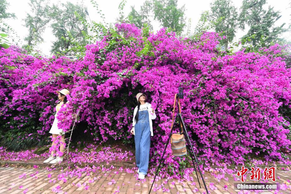 美女露胸