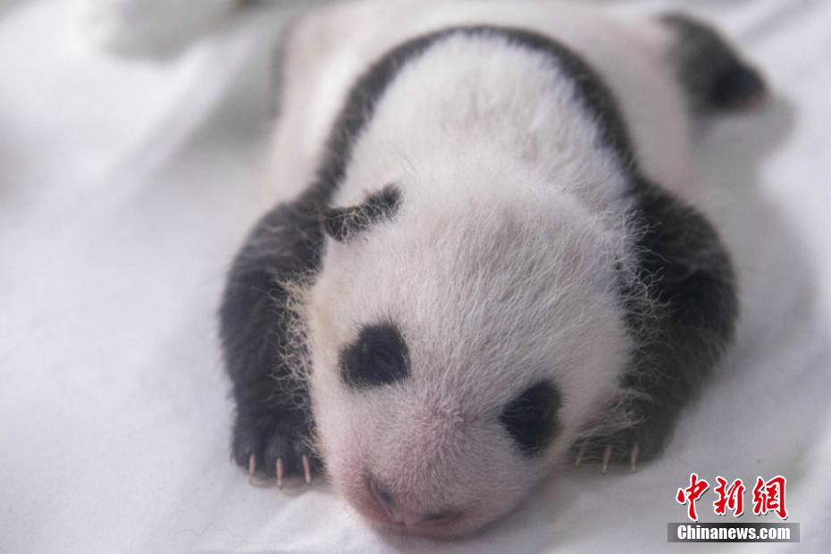 欧美另类性爱