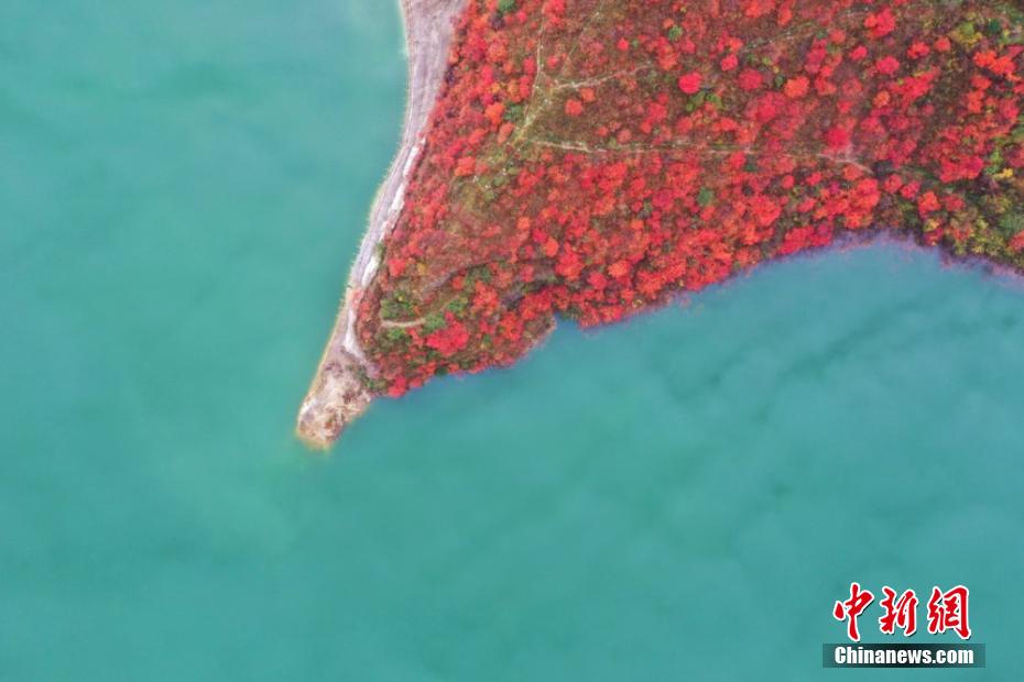 桜朱音