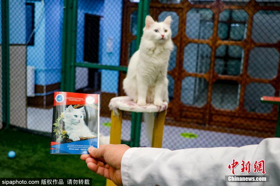 寡婦的男人臺灣