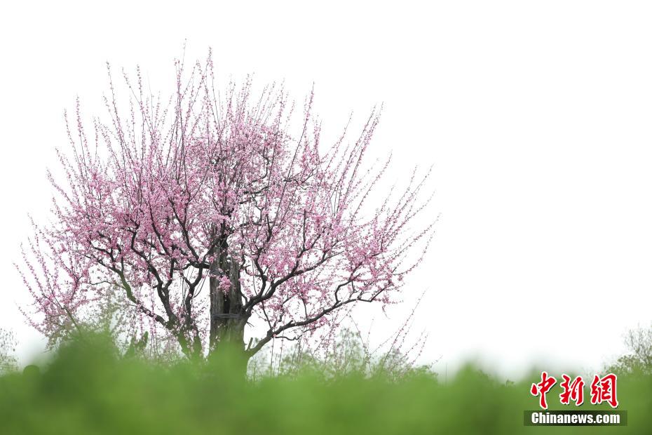 成人 視頻 中文 字幕