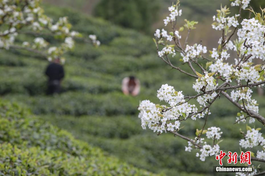 A及片夫妻黄色片