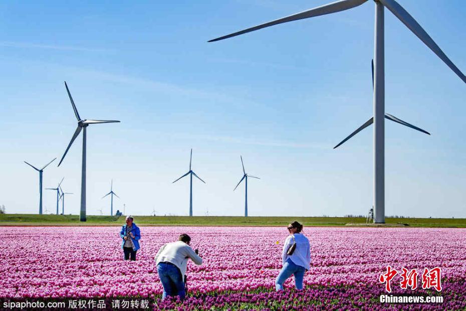 正能量你懂我意思你会回来感谢我的意思是樱花