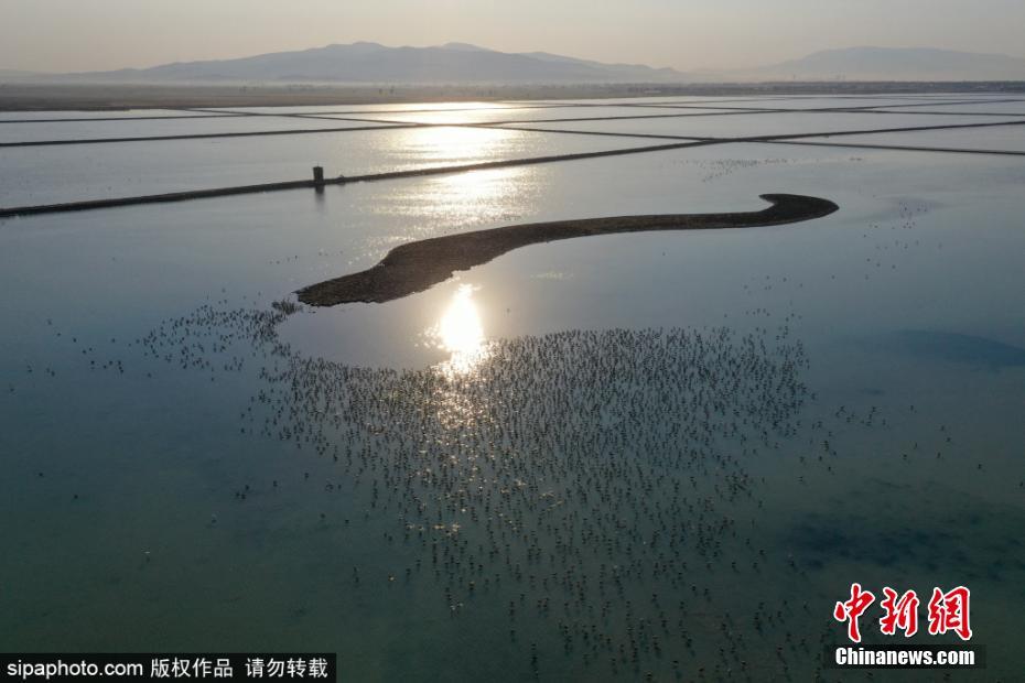 黄色视频播放网站