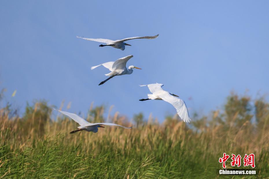 十八禁无码黄色网站