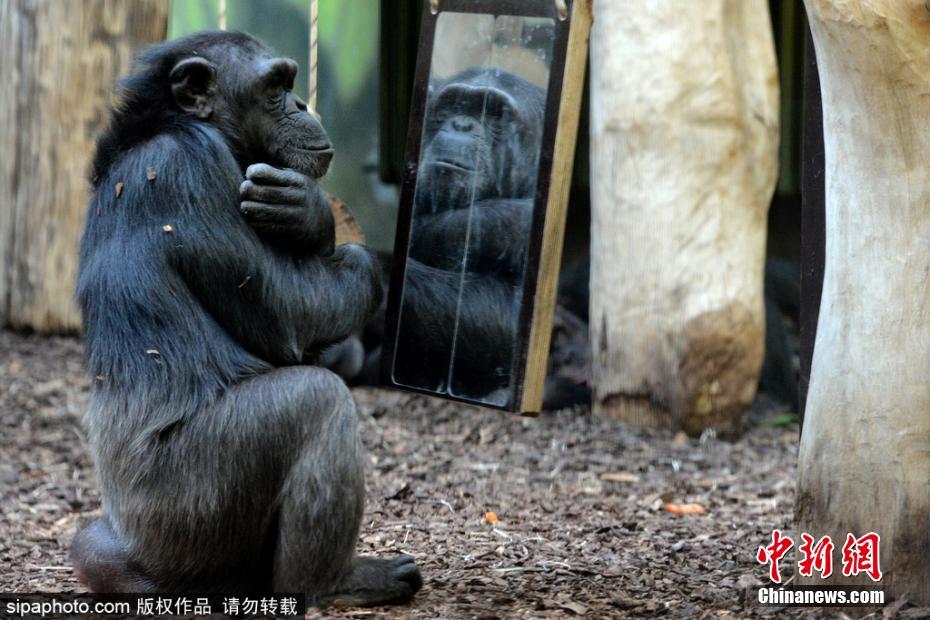 和懒散的白毛妹妹纸巾盒