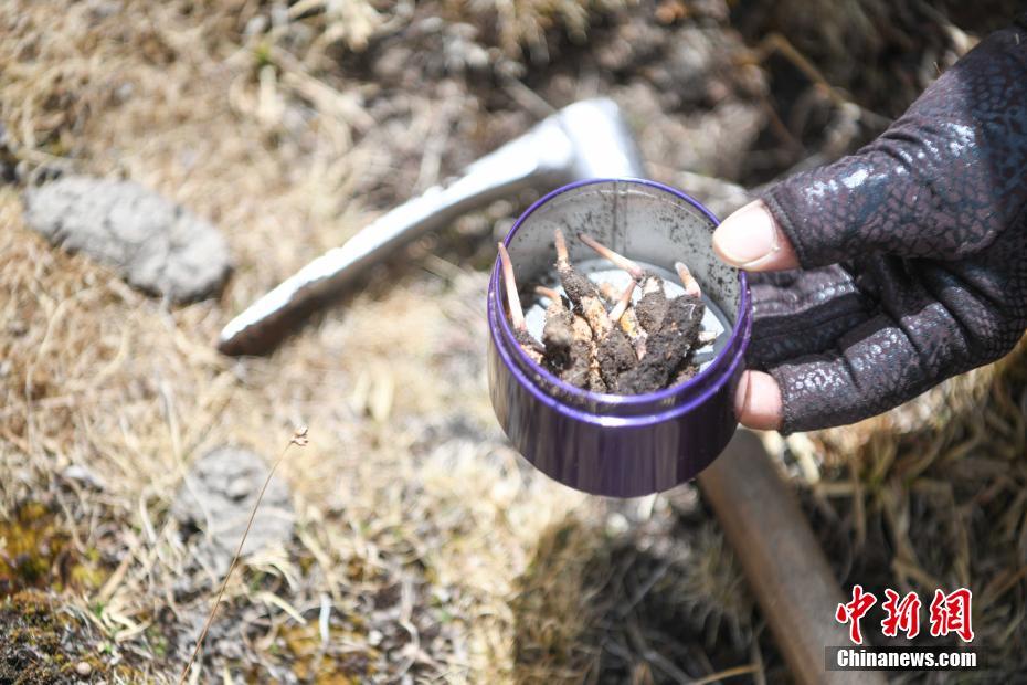 老妪性色老太Hd大全
