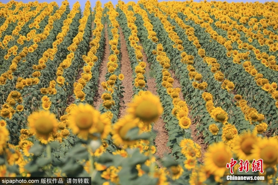 真人张柏芝一级毛片