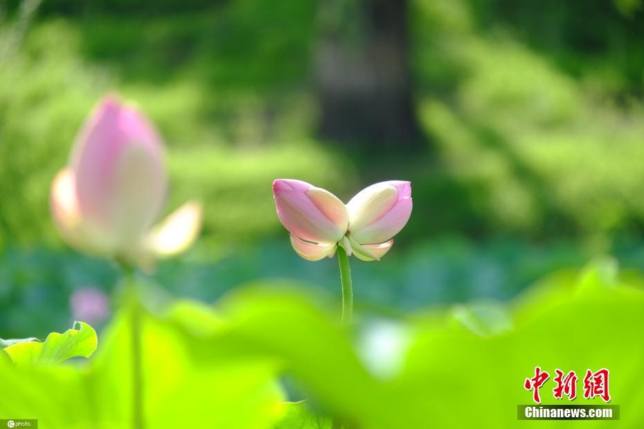 橘奈緒
