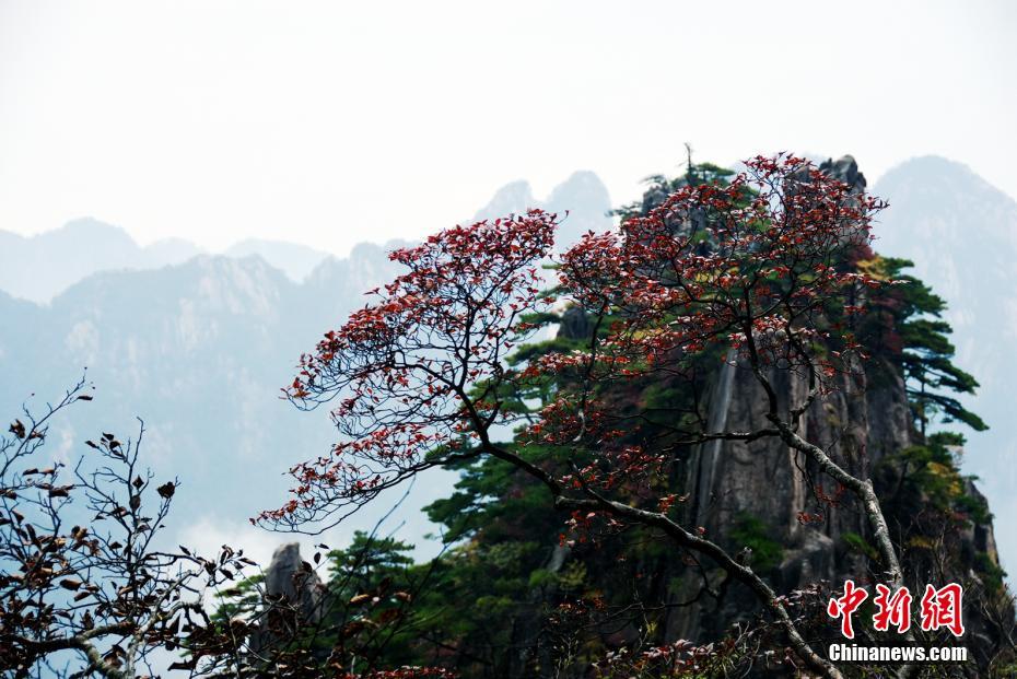 张筱雨两腿之间毛毛图片