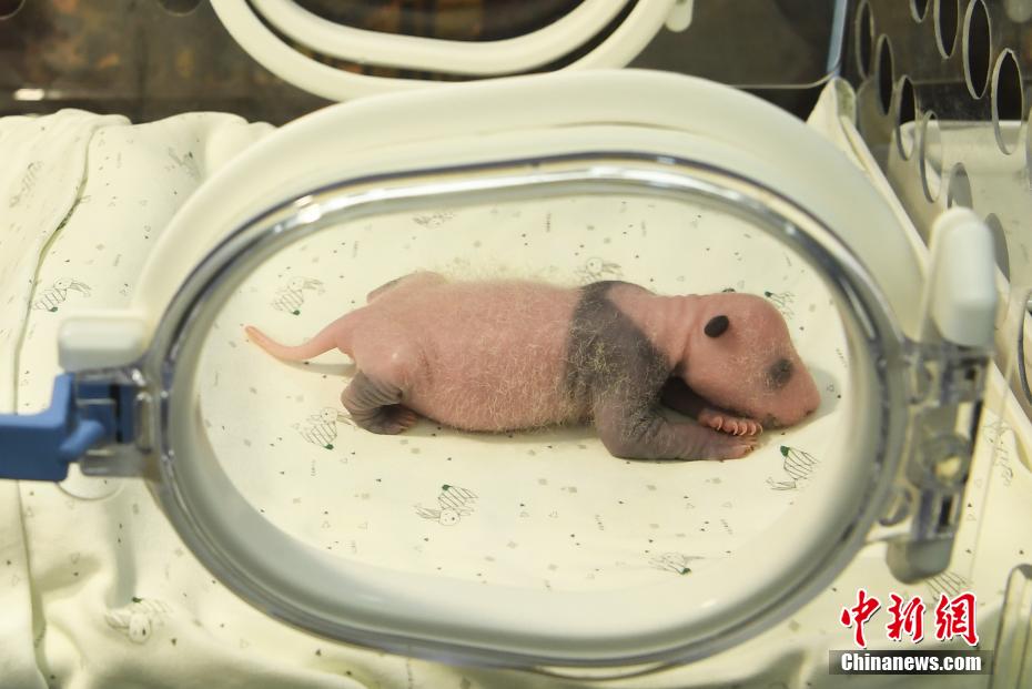乌克兰一级片