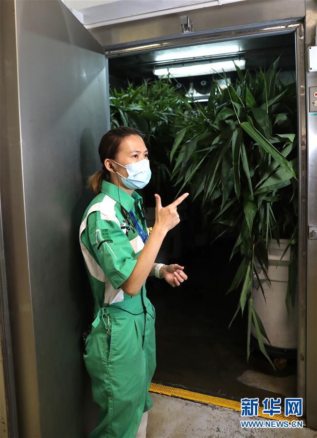 一條線比基尼