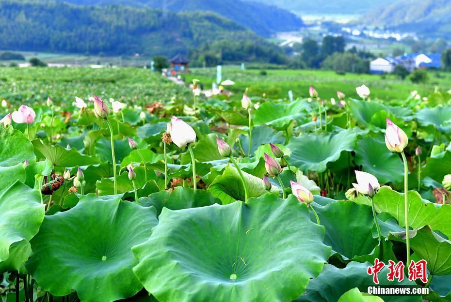 中森玲子