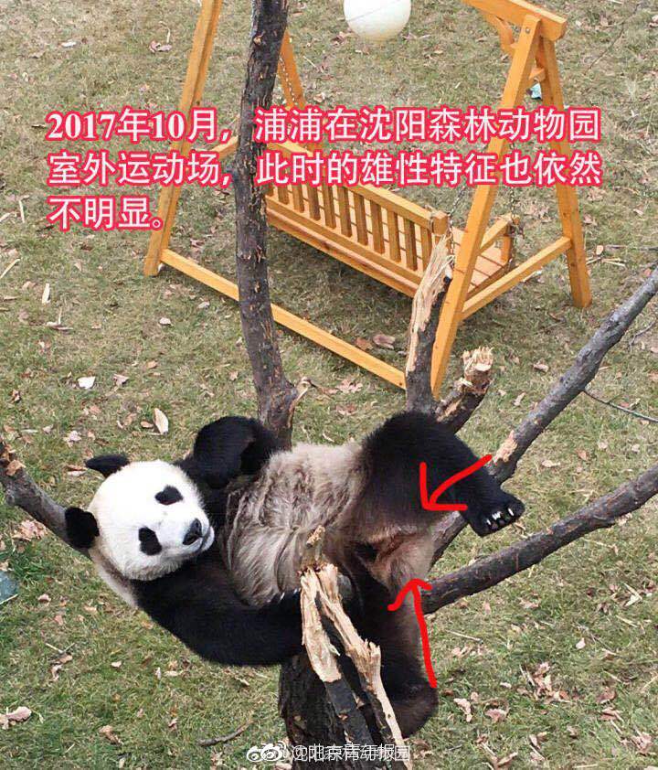 外国 成人 片