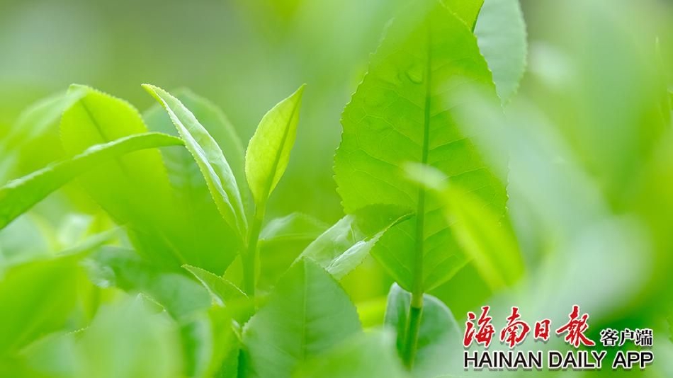 玩命關頭女主角