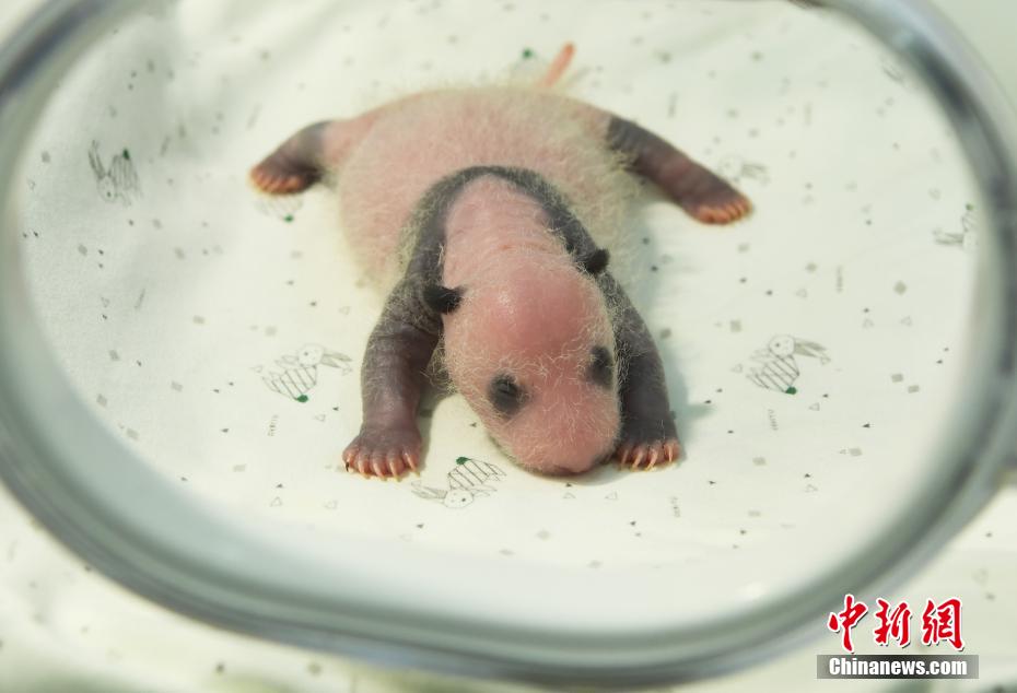 校花被 出乳白色液体电影