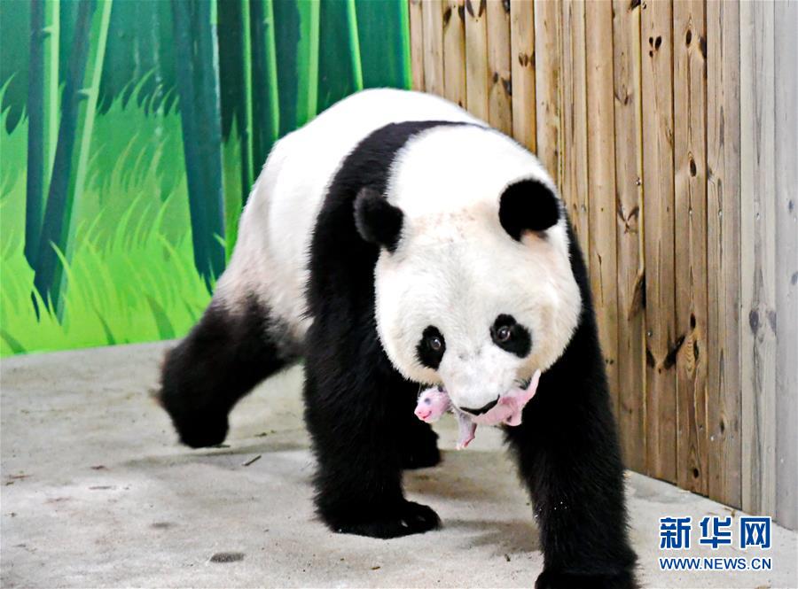 红桃视频