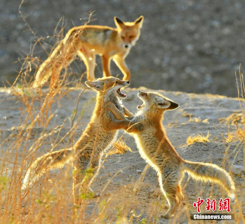 動漫高潮