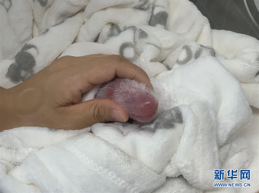 抖音风反差婊混剪合集弹力摇