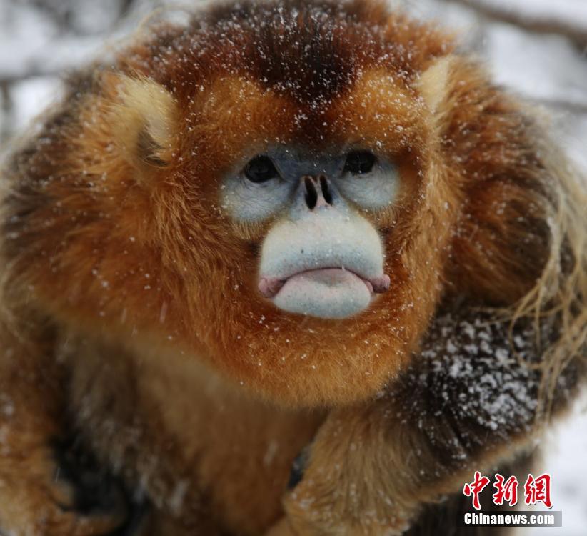 學貓叫