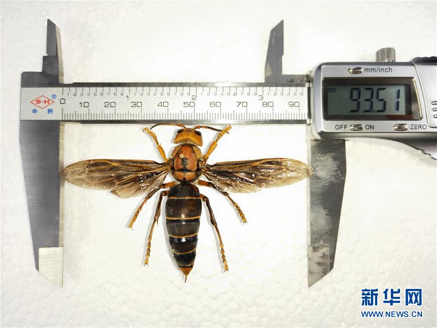 我要四川一级黄色录像四川一级黄色录像