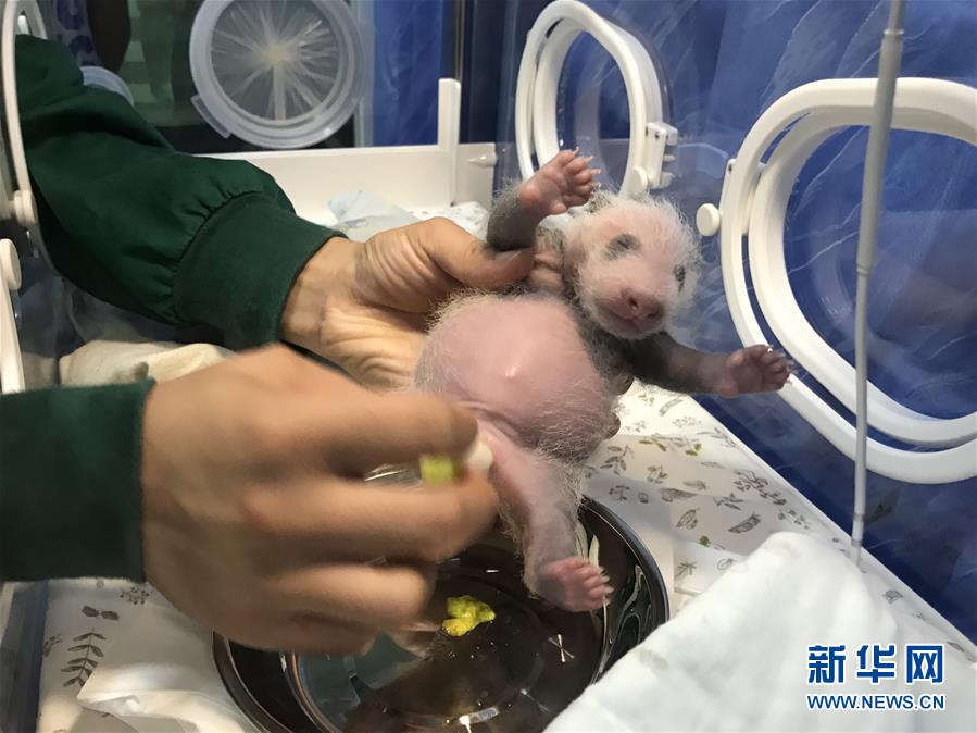 中文字幕日逼视频