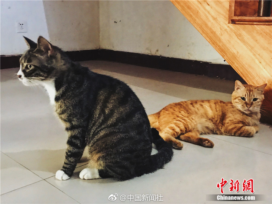 台灣援交妹