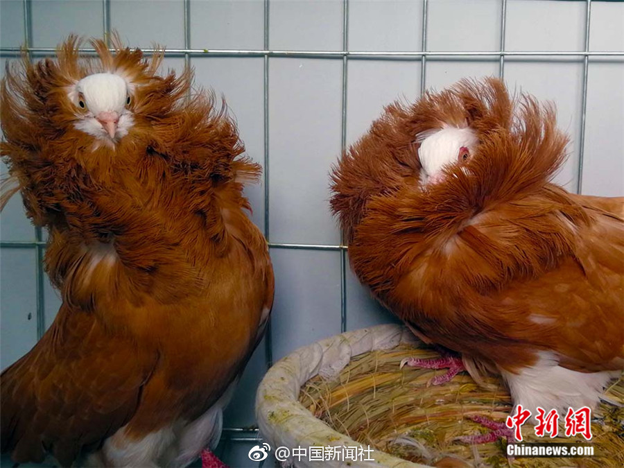 素股
