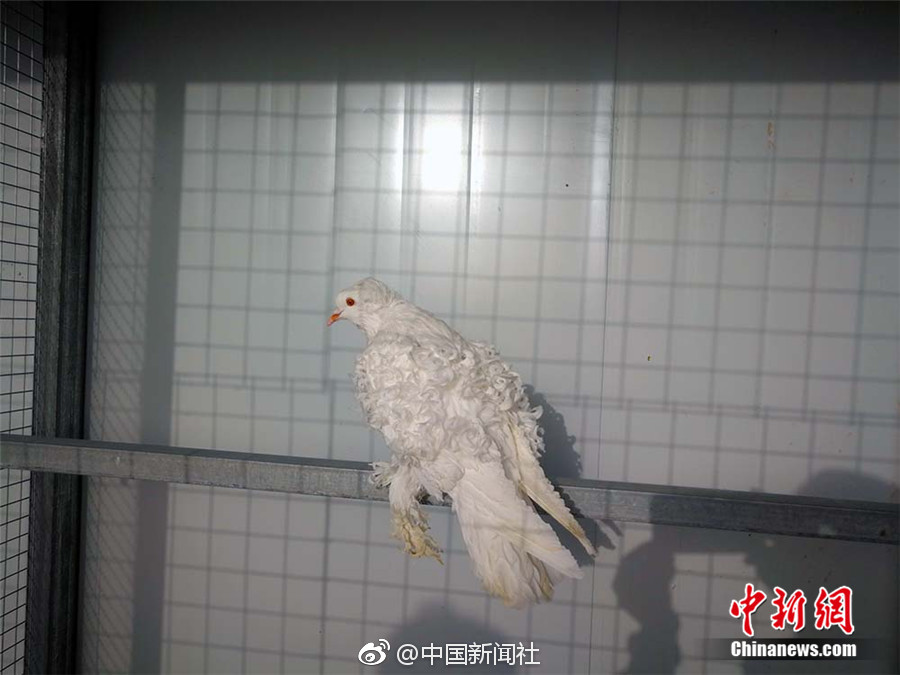 国产91在线拍揄自揄拍无码九色