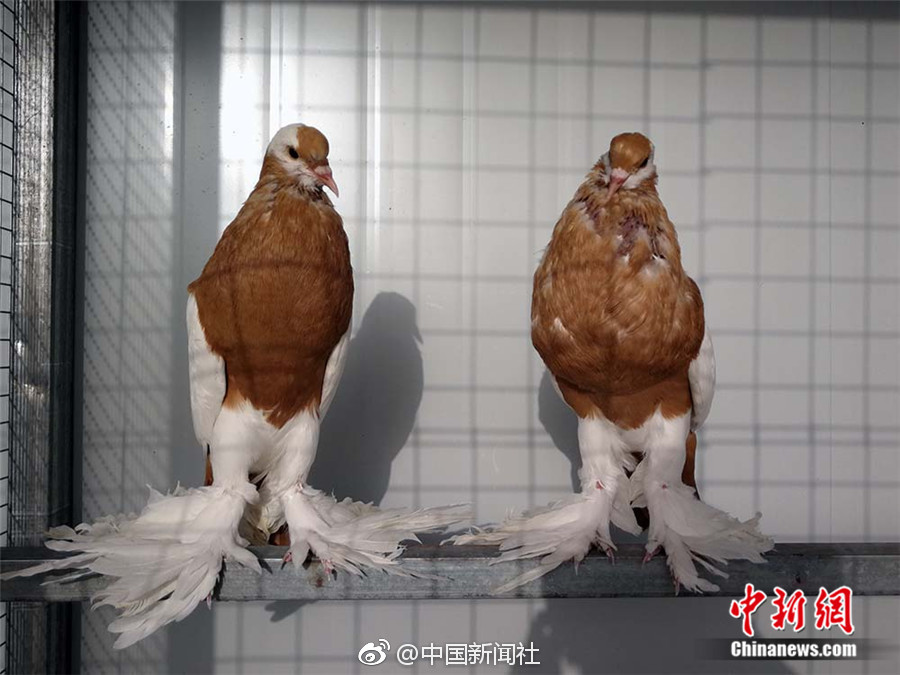 性的电影A人妻
