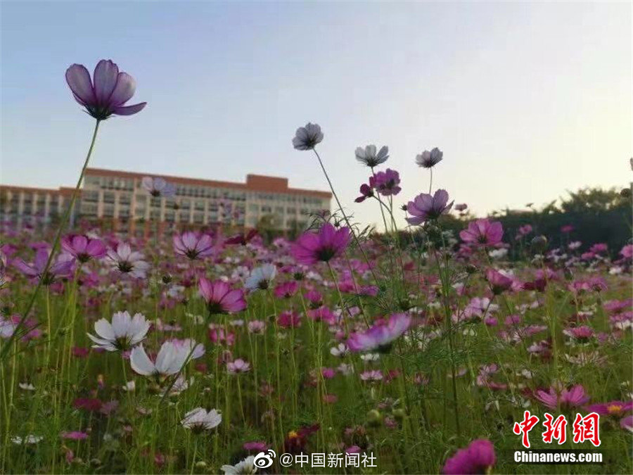 淫乱家庭曰本
