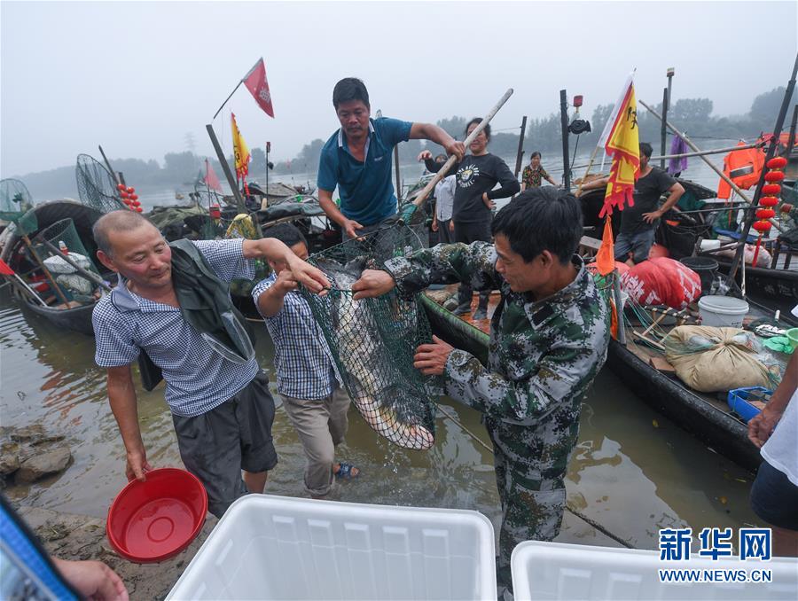 成人视频在线观看